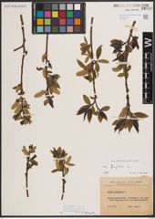 Foto von Salix fragilis L.